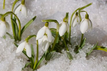Um catálogo de flores para o país (240 + Foto com os nomes): Todas as regras para criar uma beleza incrível