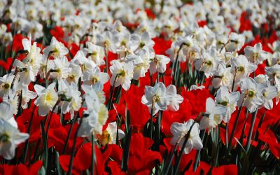 Um catálogo de flores para o país (240 + Foto com os nomes): Todas as regras para criar uma beleza incrível