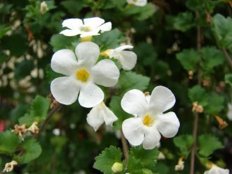 Um catálogo de flores para o país (240 + Foto com os nomes): Todas as regras para criar uma beleza incrível