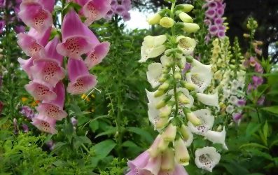 Um catálogo de flores para o país (240 + Foto com os nomes): Todas as regras para criar uma beleza incrível