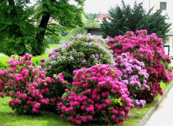 Um catálogo de flores para o país (240 + Foto com os nomes): Todas as regras para criar uma beleza incrível