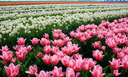Um catálogo de flores para o país (240 + Foto com os nomes): Todas as regras para criar uma beleza incrível