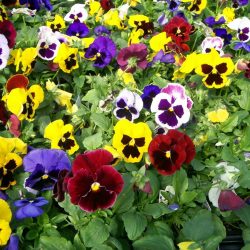 Um catálogo de flores para o país (240 + Foto com os nomes): Todas as regras para criar uma beleza incrível