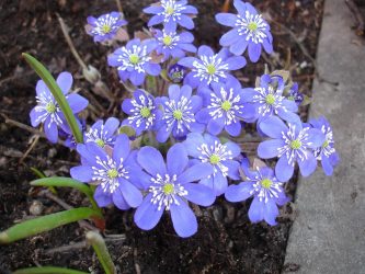Um catálogo de flores para o país (240 + Foto com os nomes): Todas as regras para criar uma beleza incrível