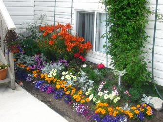 Um catálogo de flores para o país (240 + Foto com os nomes): Todas as regras para criar uma beleza incrível