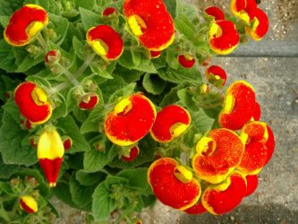 Um catálogo de flores para o país (240 + Foto com os nomes): Todas as regras para criar uma beleza incrível