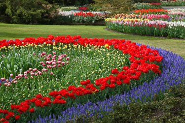 Um catálogo de flores para o país (240 + Foto com os nomes): Todas as regras para criar uma beleza incrível