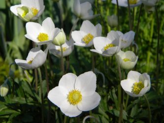 Um catálogo de flores para o país (240 + Foto com os nomes): Todas as regras para criar uma beleza incrível