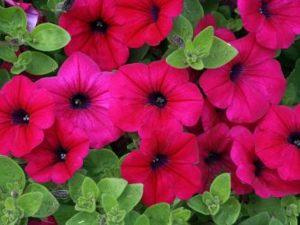 Um catálogo de flores para o país (240 + Foto com os nomes): Todas as regras para criar uma beleza incrível