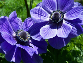 Um catálogo de flores para o país (240 + Foto com os nomes): Todas as regras para criar uma beleza incrível