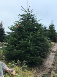 Como elegantemente e lindamente decorar a árvore de Natal para o novo 2018? Que tipo de brinquedos você precisa pegar? (Mais de 175 fotos)
