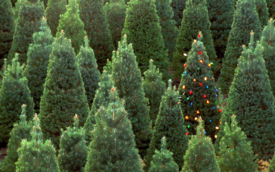 Como elegantemente e lindamente decorar a árvore de Natal para o novo 2018? Que tipo de brinquedos você precisa pegar? (Mais de 175 fotos)