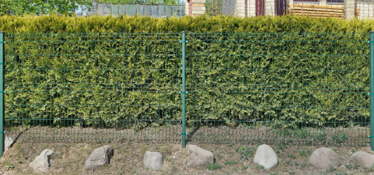 A cobertura no país - suas próprias mãos: a seleção de plantas, plantio e cuidado. Rápido crescimento, perene e evergreen - o que é melhor escolher? (105+ fotos)