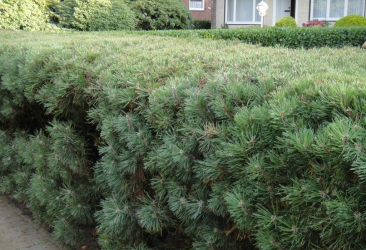 A cobertura no país - suas próprias mãos: a seleção de plantas, plantio e cuidado. Rápido crescimento, perene e evergreen - o que é melhor escolher? (105+ fotos)