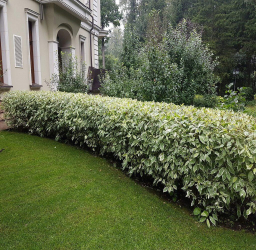 A cobertura no país - suas próprias mãos: a seleção de plantas, plantio e cuidado. Rápido crescimento, perene e evergreen - o que é melhor escolher? (105+ fotos)