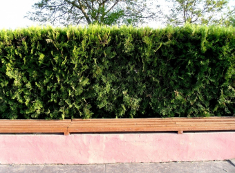 A cobertura no país - suas próprias mãos: a seleção de plantas, plantio e cuidado. Rápido crescimento, perene e evergreen - o que é melhor escolher? (105+ fotos)