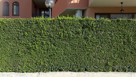 A cobertura no país - suas próprias mãos: a seleção de plantas, plantio e cuidado. Rápido crescimento, perene e evergreen - o que é melhor escolher? (105+ fotos)