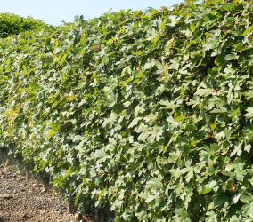 A cobertura no país - suas próprias mãos: a seleção de plantas, plantio e cuidado. Rápido crescimento, perene e evergreen - o que é melhor escolher? (105+ fotos)