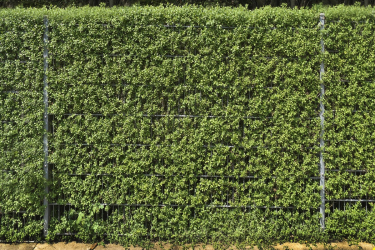 A cobertura no país - suas próprias mãos: a seleção de plantas, plantio e cuidado. Rápido crescimento, perene e evergreen - o que é melhor escolher? (105+ fotos)