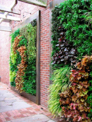 A cobertura no país - suas próprias mãos: a seleção de plantas, plantio e cuidado. Rápido crescimento, perene e evergreen - o que é melhor escolher? (105+ fotos)