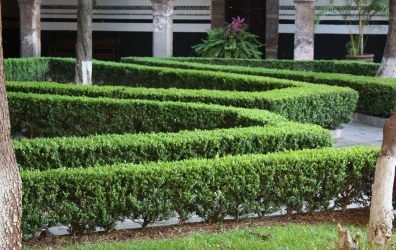A cobertura no país - suas próprias mãos: a seleção de plantas, plantio e cuidado. Rápido crescimento, perene e evergreen - o que é melhor escolher? (105+ fotos)