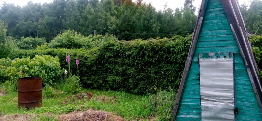 A cobertura no país - suas próprias mãos: a seleção de plantas, plantio e cuidado. Rápido crescimento, perene e evergreen - o que é melhor escolher? (105+ fotos)