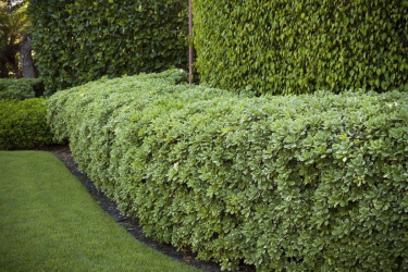 A cobertura no país - suas próprias mãos: a seleção de plantas, plantio e cuidado. Rápido crescimento, perene e evergreen - o que é melhor escolher? (105+ fotos)