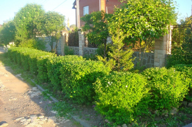 A cobertura no país - suas próprias mãos: a seleção de plantas, plantio e cuidado. Rápido crescimento, perene e evergreen - o que é melhor escolher? (105+ fotos)