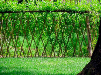 A cobertura no país - suas próprias mãos: a seleção de plantas, plantio e cuidado. Rápido crescimento, perene e evergreen - o que é melhor escolher? (105+ fotos)