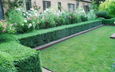 A cobertura no país - suas próprias mãos: a seleção de plantas, plantio e cuidado. Rápido crescimento, perene e evergreen - o que é melhor escolher? (105+ fotos)