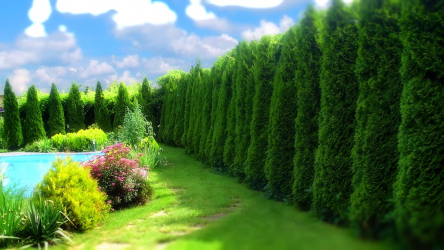 A cobertura no país - suas próprias mãos: a seleção de plantas, plantio e cuidado. Rápido crescimento, perene e evergreen - o que é melhor escolher? (105+ fotos)