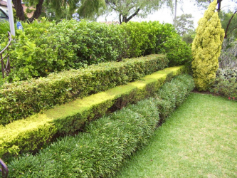 A cobertura no país - suas próprias mãos: a seleção de plantas, plantio e cuidado. Rápido crescimento, perene e evergreen - o que é melhor escolher? (105+ fotos)