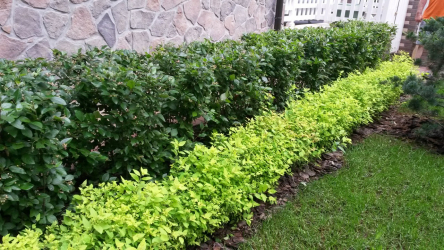 A cobertura no país - suas próprias mãos: a seleção de plantas, plantio e cuidado. Rápido crescimento, perene e evergreen - o que é melhor escolher? (105+ fotos)