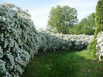 A cobertura no país - suas próprias mãos: a seleção de plantas, plantio e cuidado. Rápido crescimento, perene e evergreen - o que é melhor escolher? (105+ fotos)