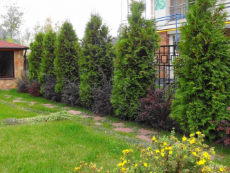 A cobertura no país - suas próprias mãos: a seleção de plantas, plantio e cuidado. Rápido crescimento, perene e evergreen - o que é melhor escolher? (105+ fotos)