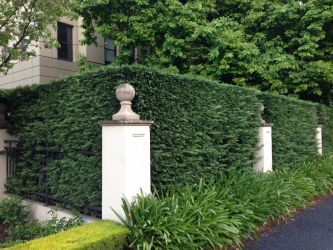 A cobertura no país - suas próprias mãos: a seleção de plantas, plantio e cuidado. Rápido crescimento, perene e evergreen - o que é melhor escolher? (105+ fotos)