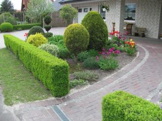 A cobertura no país - suas próprias mãos: a seleção de plantas, plantio e cuidado. Rápido crescimento, perene e evergreen - o que é melhor escolher? (105+ fotos)