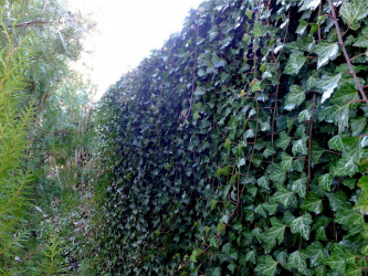 A cobertura no país - suas próprias mãos: a seleção de plantas, plantio e cuidado. Rápido crescimento, perene e evergreen - o que é melhor escolher? (105+ fotos)