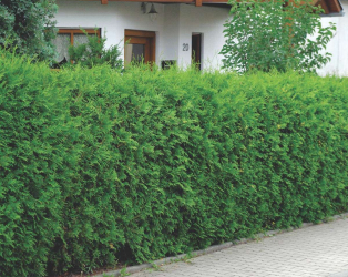 A cobertura no país - suas próprias mãos: a seleção de plantas, plantio e cuidado. Rápido crescimento, perene e evergreen - o que é melhor escolher? (105+ fotos)