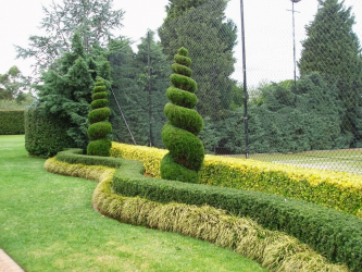 A cobertura no país - suas próprias mãos: a seleção de plantas, plantio e cuidado. Rápido crescimento, perene e evergreen - o que é melhor escolher? (105+ fotos)