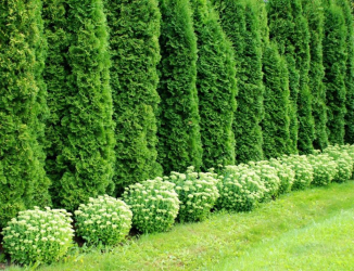 A cobertura no país - suas próprias mãos: a seleção de plantas, plantio e cuidado. Rápido crescimento, perene e evergreen - o que é melhor escolher? (105+ fotos)